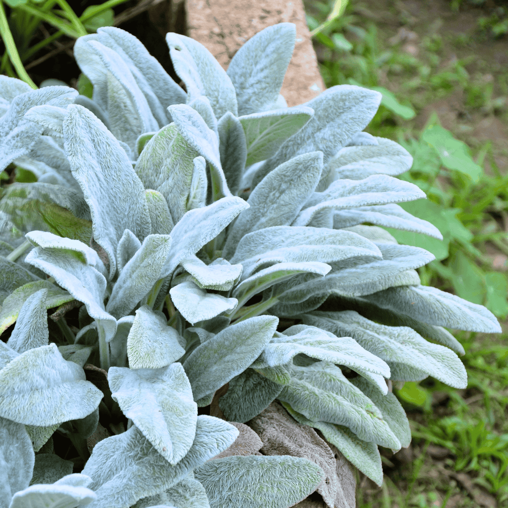 Lamb’s Ear – 50 Seeds Southern Seeds