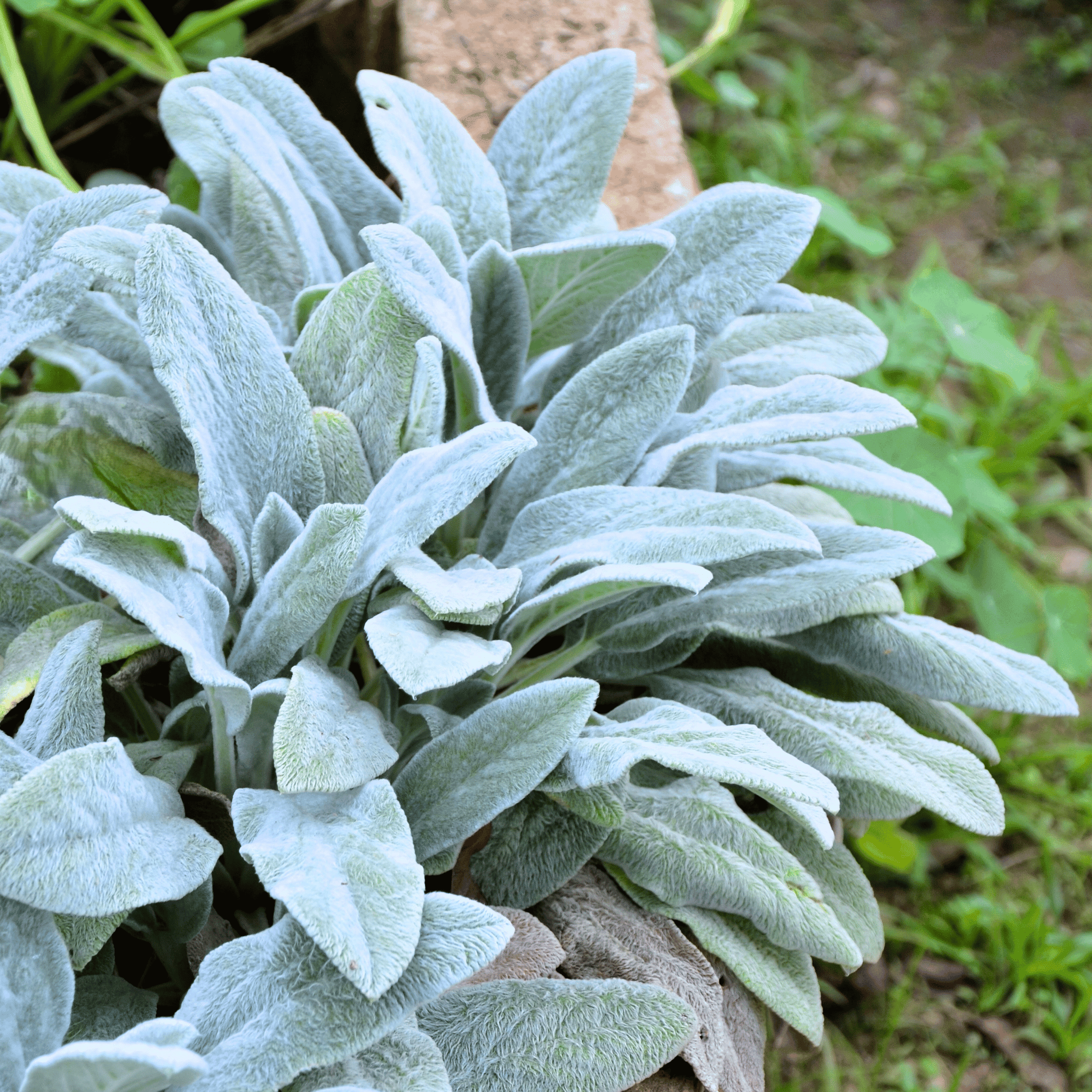 Lamb’s Ear – 50 Seeds Southern Seeds