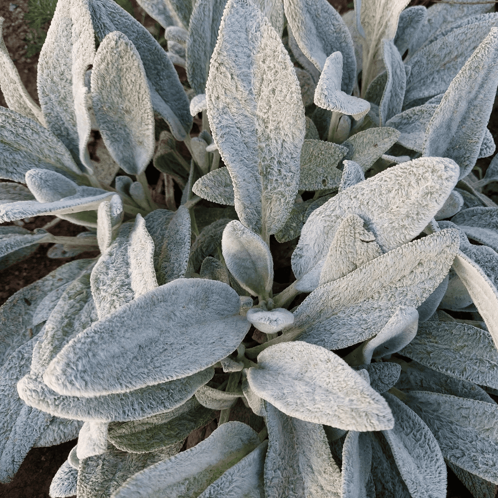 Lamb’s Ear – 50 Seeds Southern Seeds