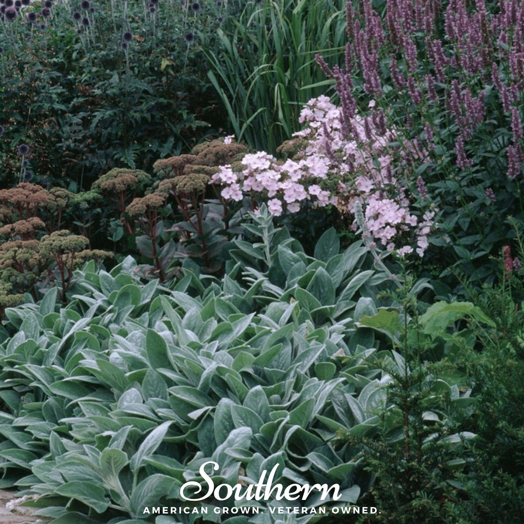 Lamb’s Ear – 50 Seeds Southern Seeds