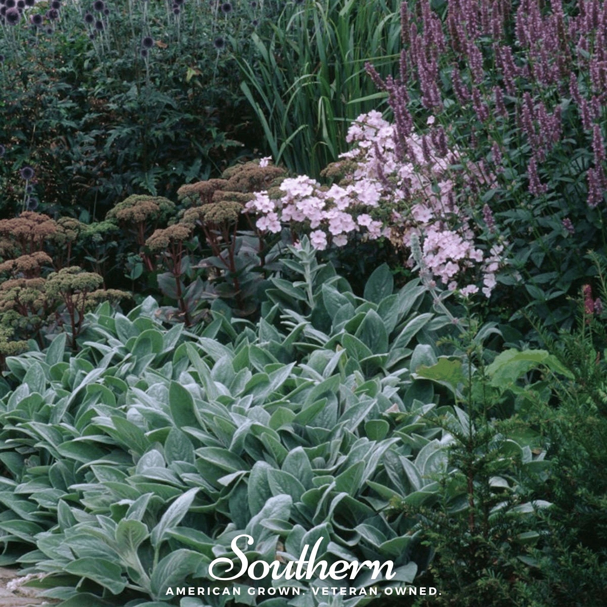 Lamb’s Ear – 50 Seeds Southern Seeds