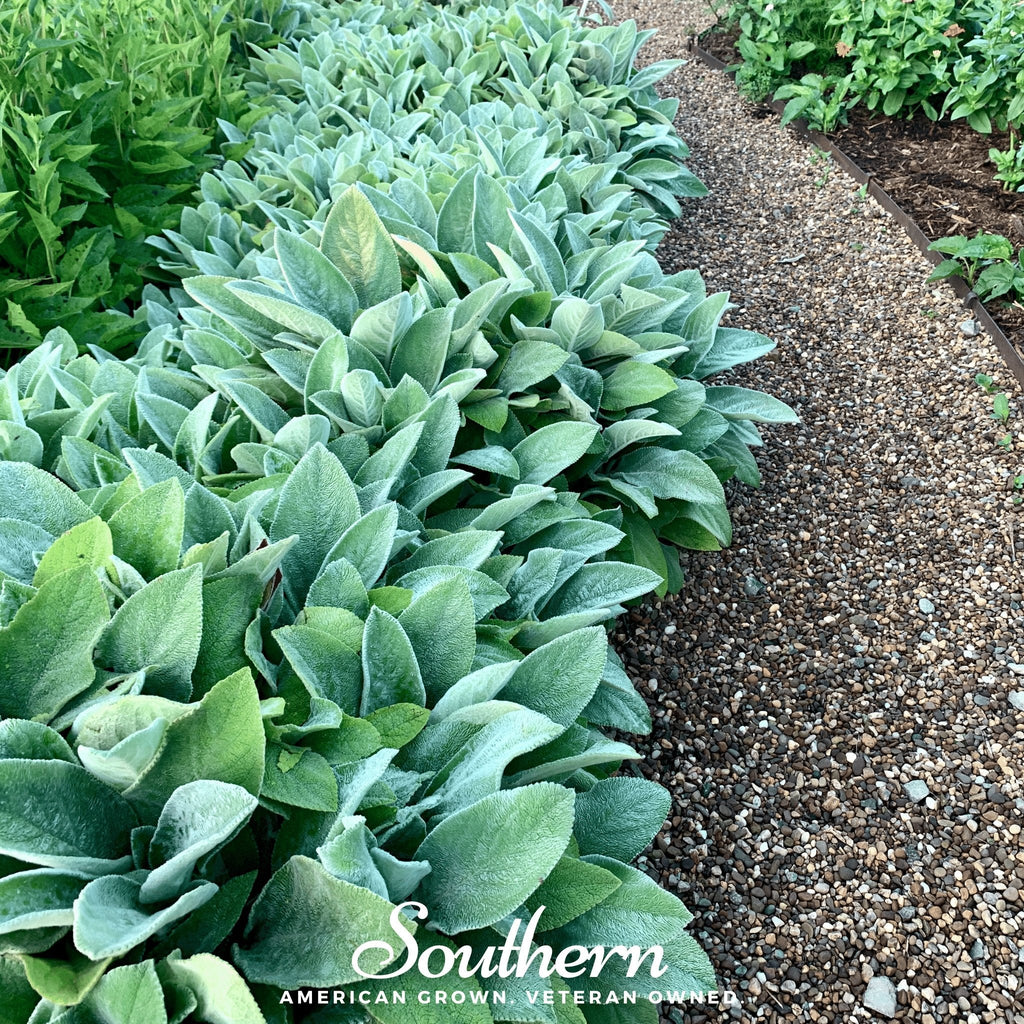 Lamb’s Ear – 50 Seeds Southern Seeds