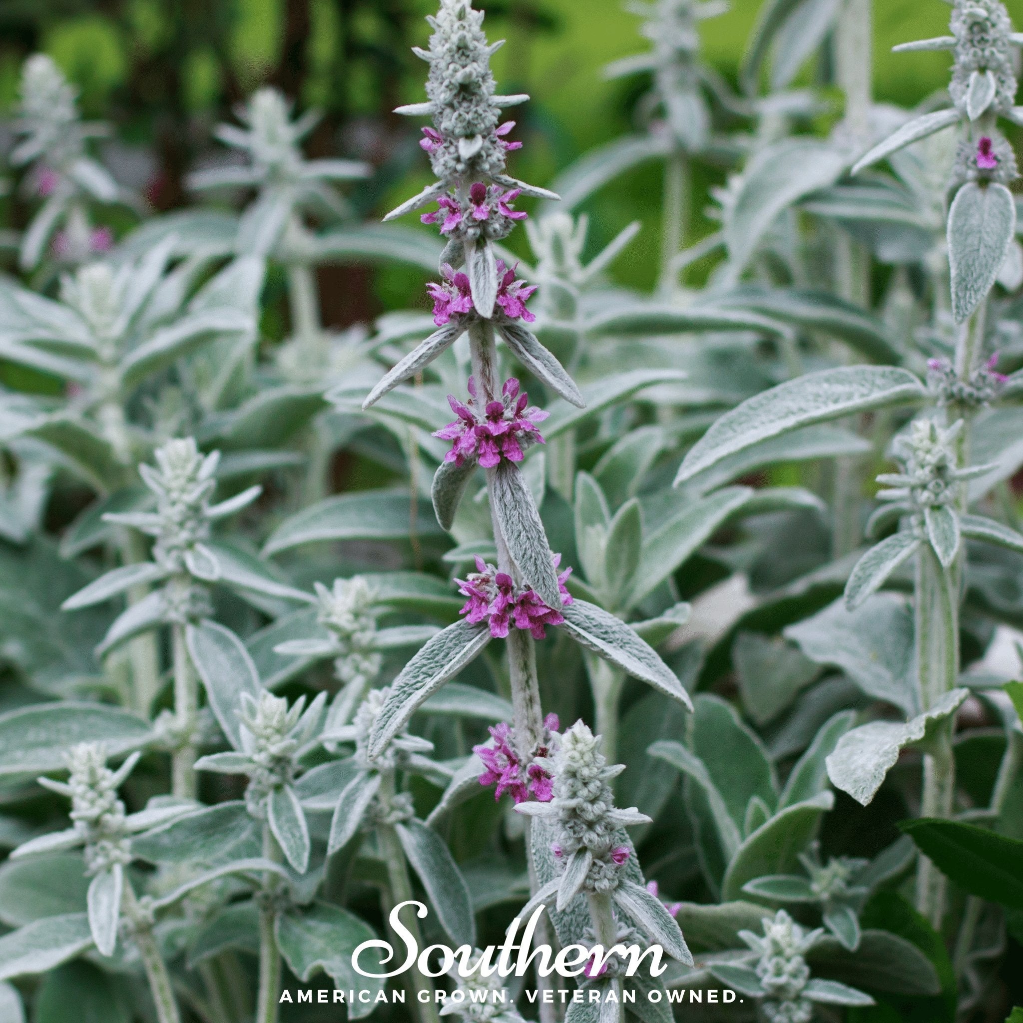 Lamb’s Ear – 50 Seeds Southern Seeds