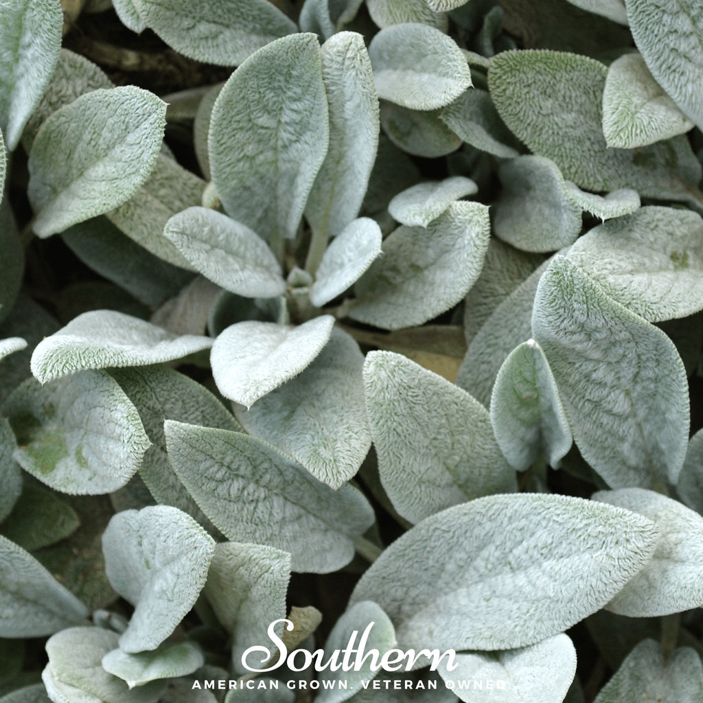 Lamb’s Ear – 50 Seeds Southern Seeds