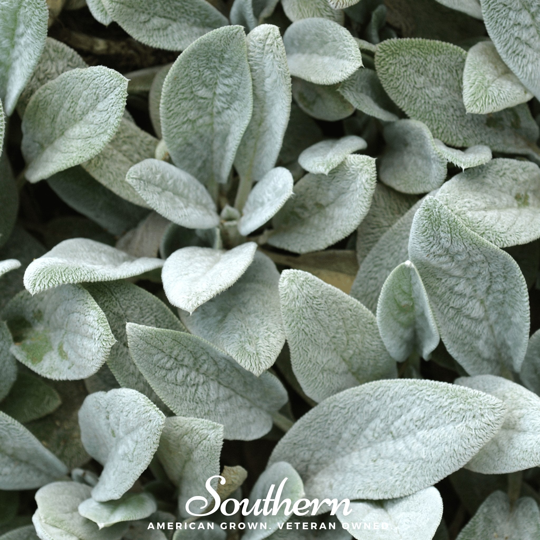 Lamb’s Ear – 50 Seeds Southern Seeds