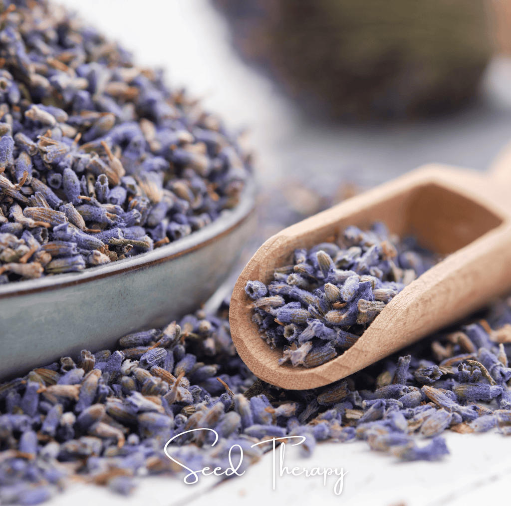 English Lavender – 100 Seeds Southern Seeds