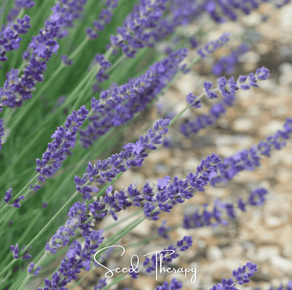 English Lavender – 100 Seeds Southern Seeds