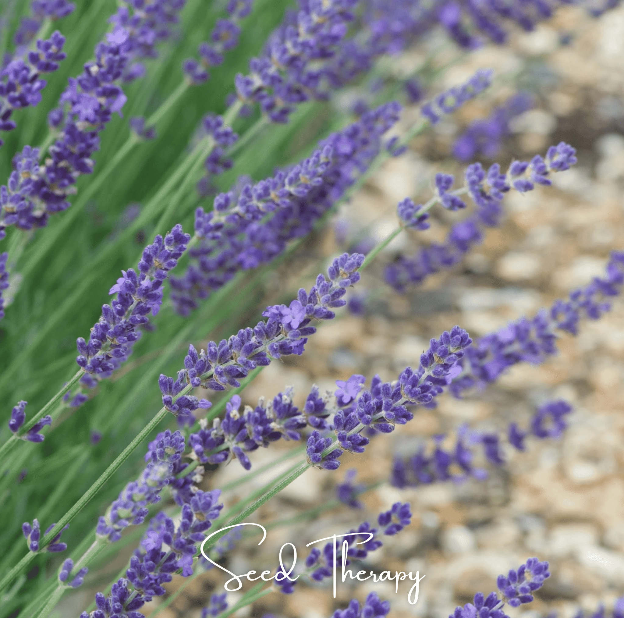 English Lavender – 100 Seeds Southern Seeds
