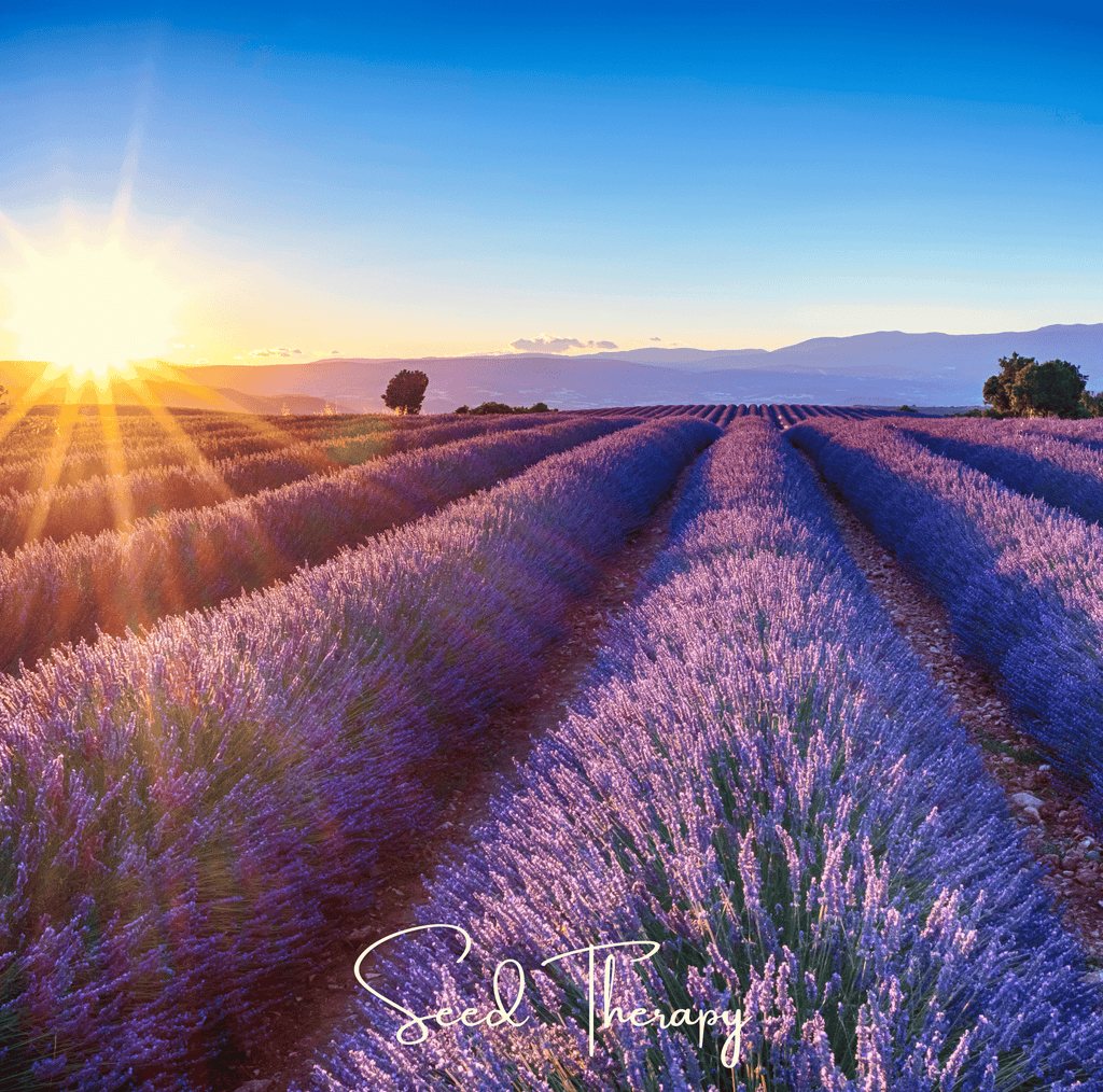 English Lavender – 100 Seeds Southern Seeds