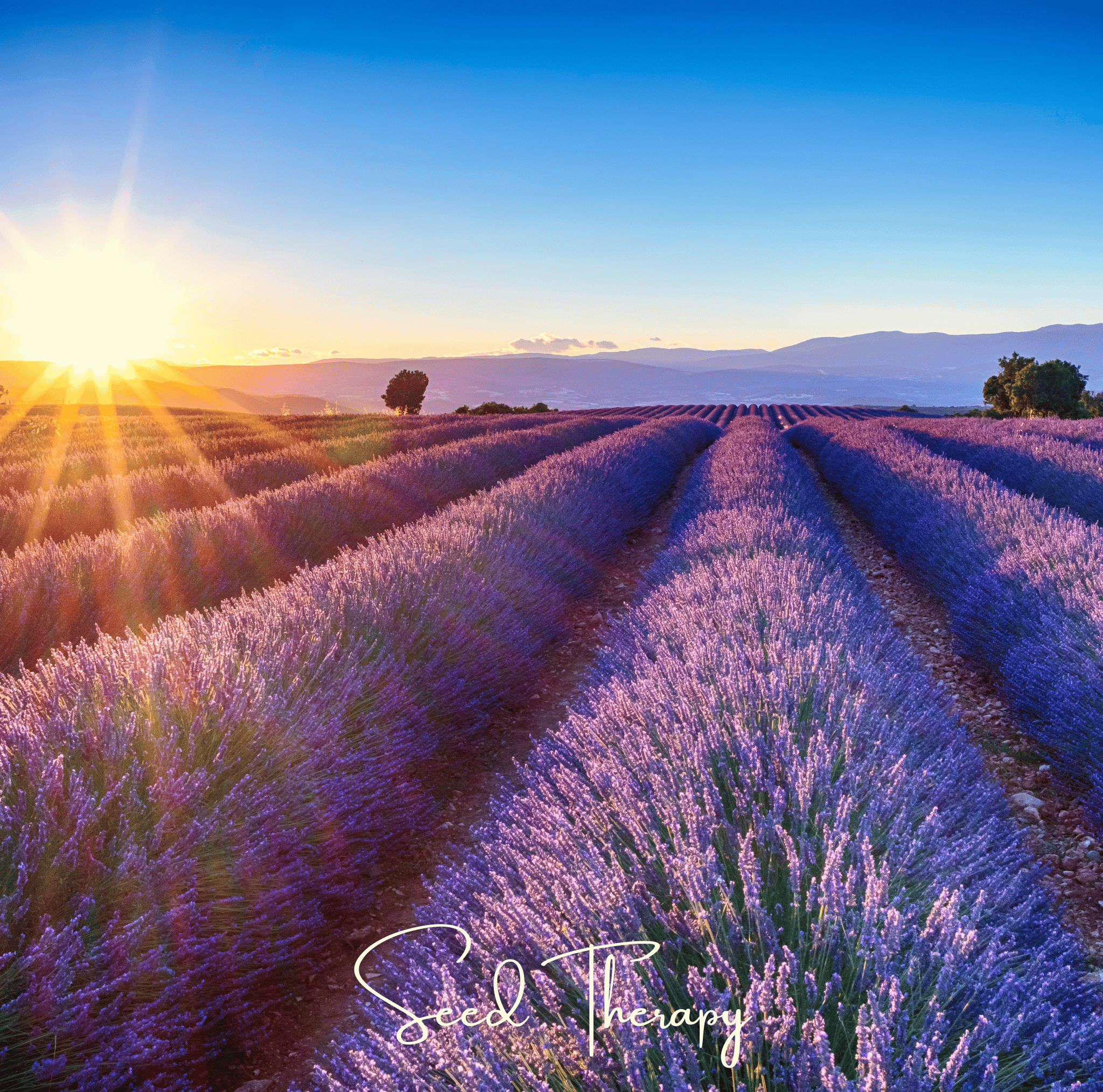 English Lavender – 100 Seeds Southern Seeds