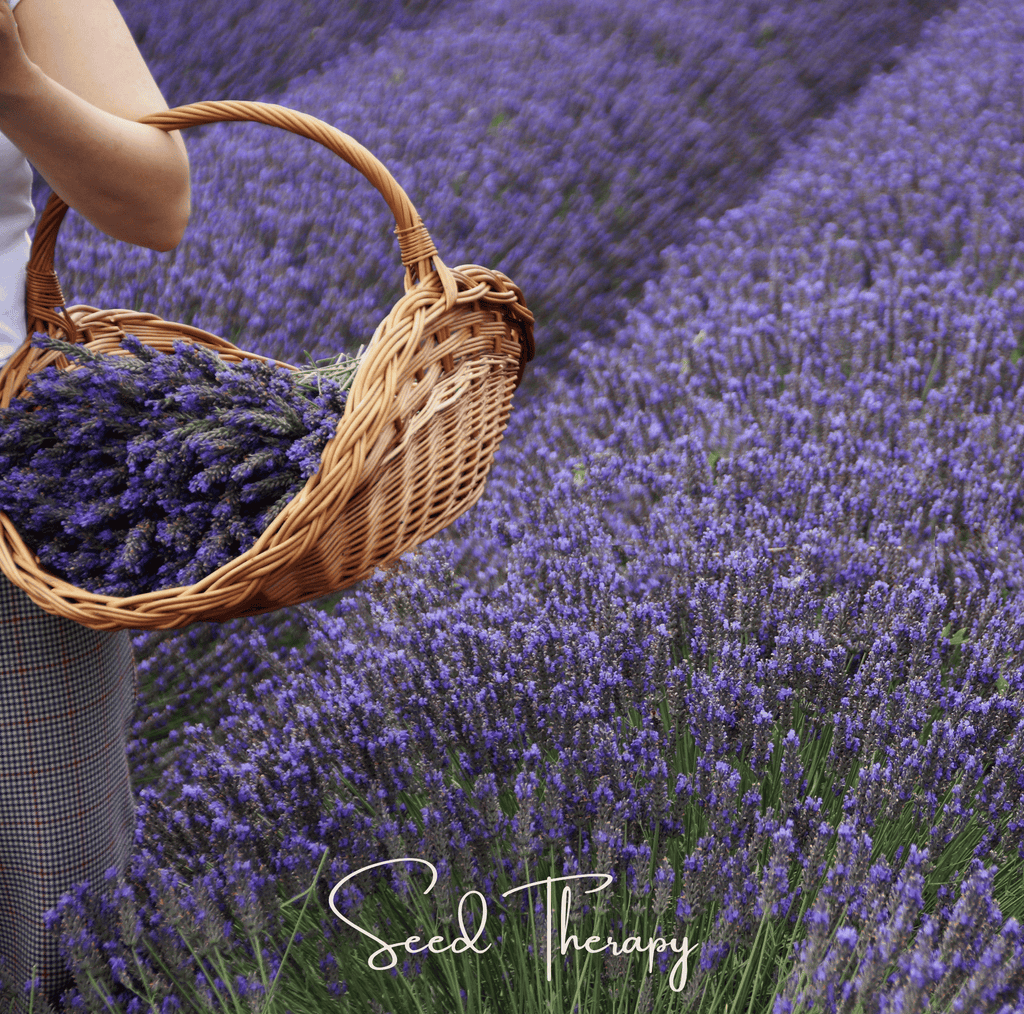 English Lavender – 100 Seeds Southern Seeds