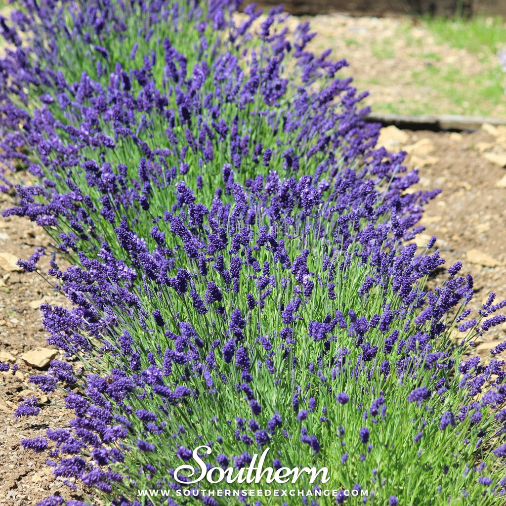 Hidcote Lavender – 50 Seeds Southern Seeds