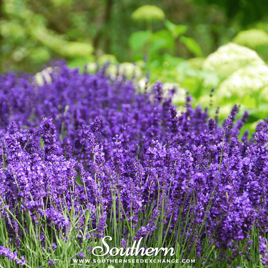 Hidcote Lavender – 50 Seeds Southern Seeds