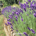 Hidcote Lavender – 50 Seeds Southern Seeds