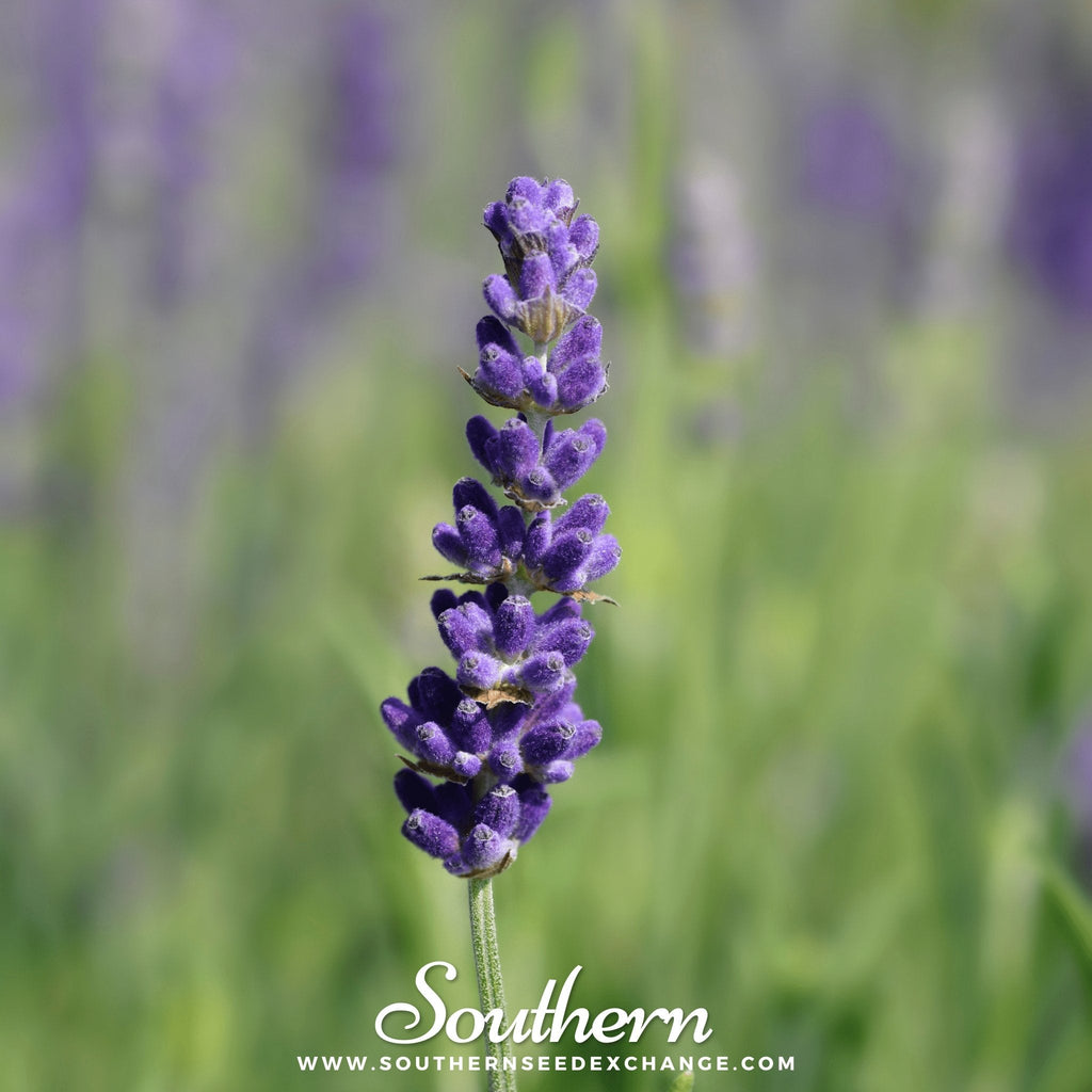 Hidcote Lavender – 50 Seeds Southern Seeds