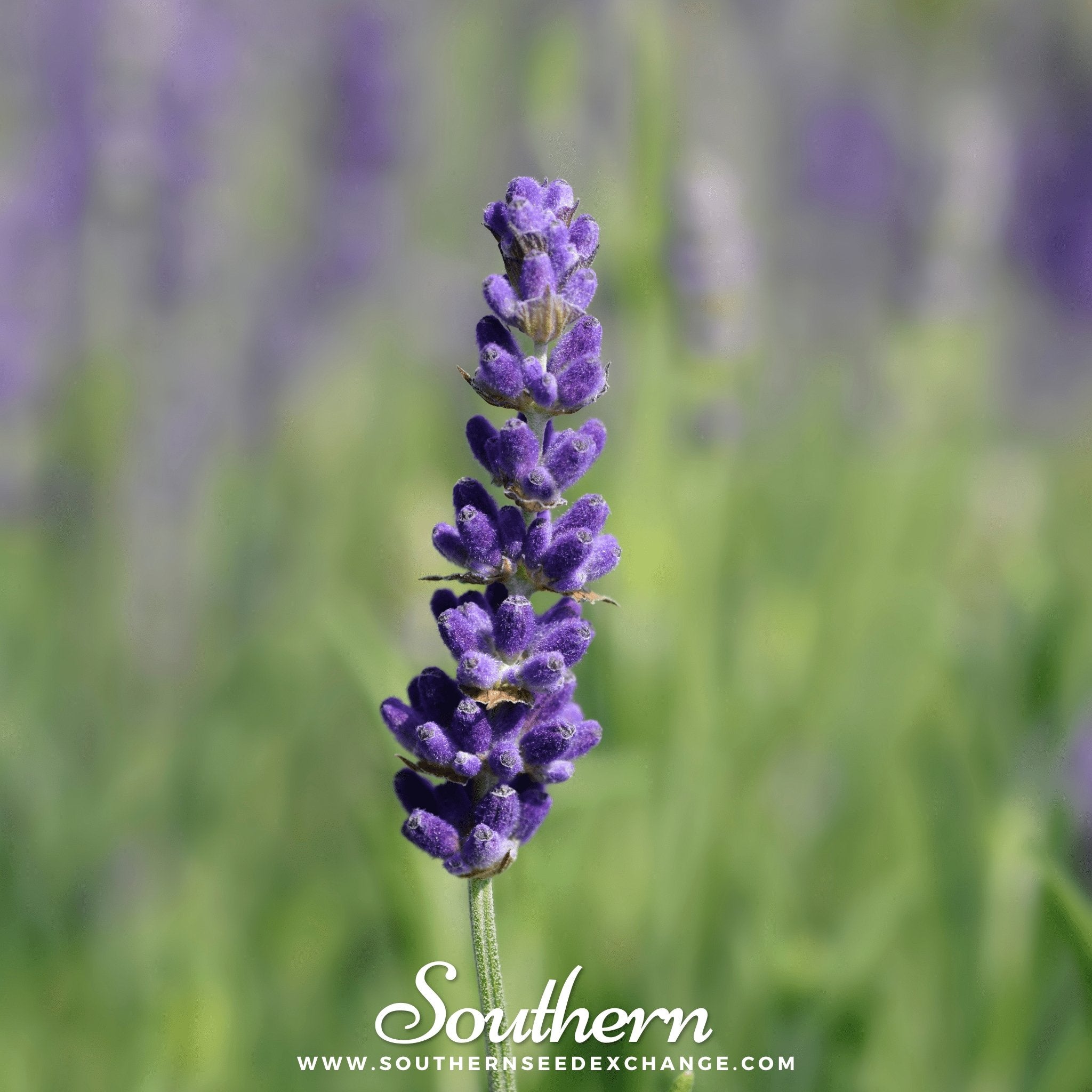Hidcote Lavender – 50 Seeds Southern Seeds