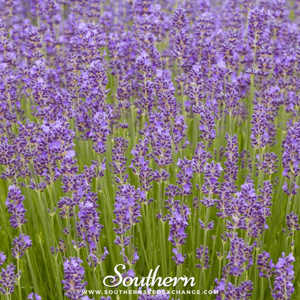 Munstead Lavender – 50 Seeds Southern Seeds