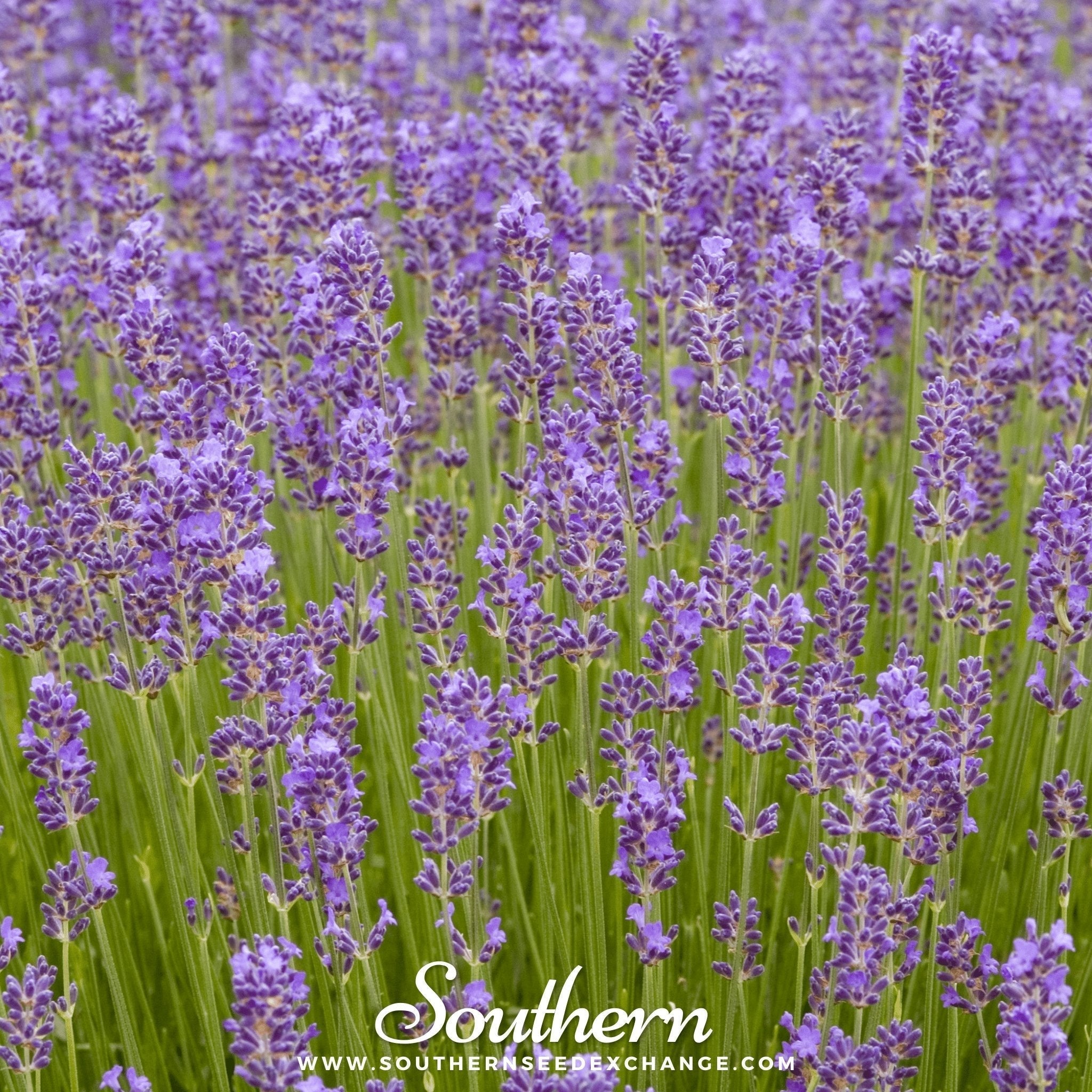 Munstead Lavender – 50 Seeds Southern Seeds
