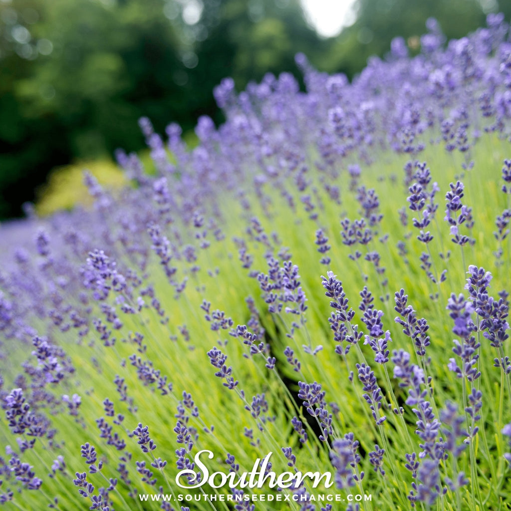 Munstead Lavender – 50 Seeds Southern Seeds