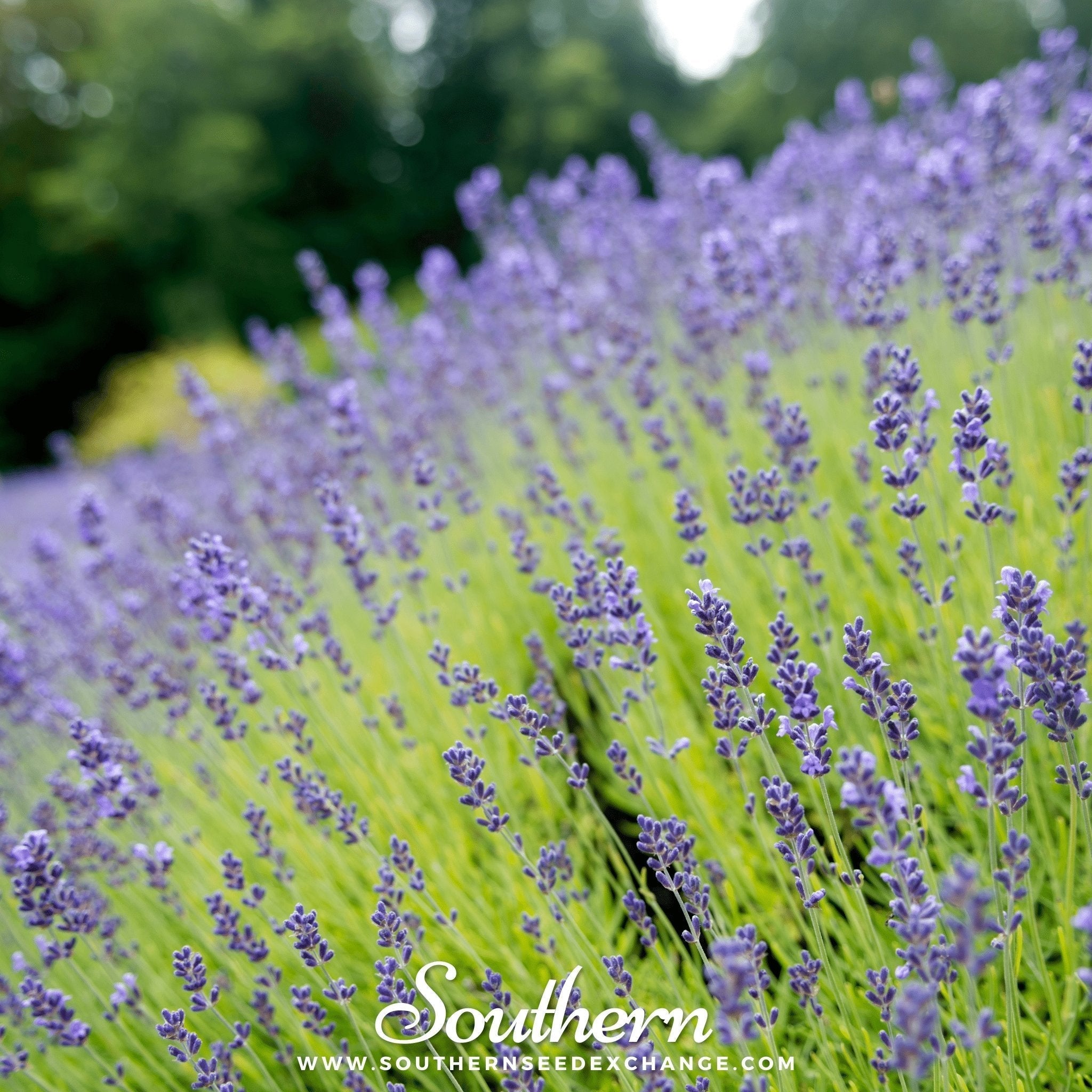 Munstead Lavender – 50 Seeds Southern Seeds