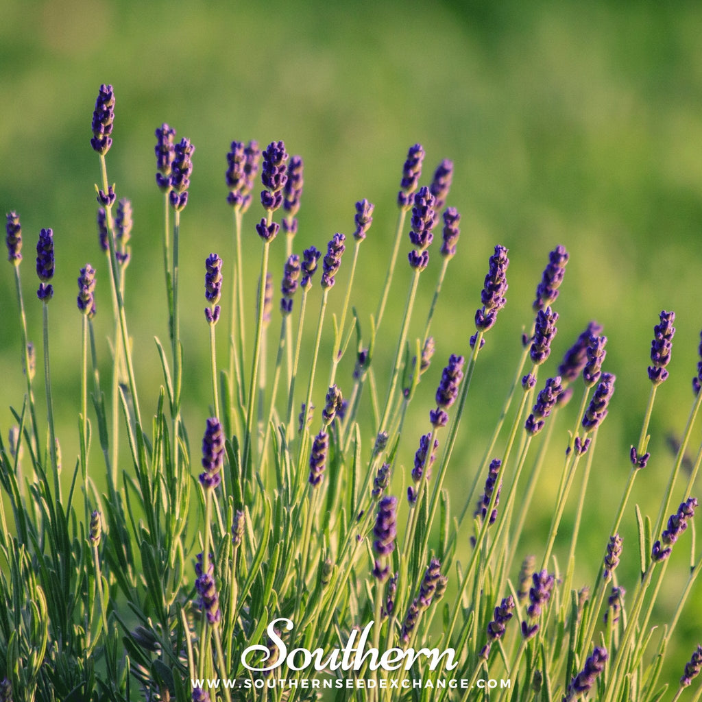 Munstead Lavender – 50 Seeds Southern Seeds