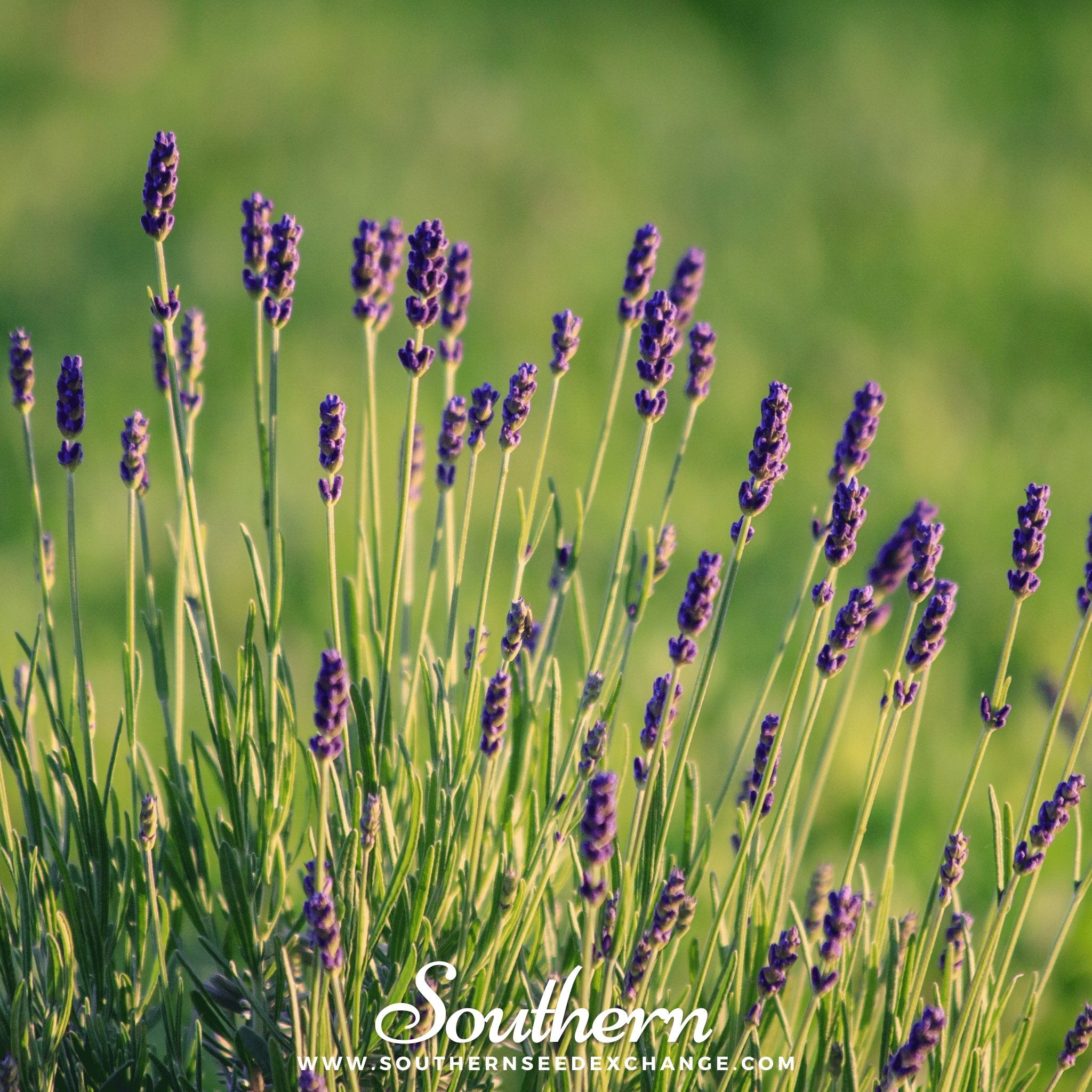 Munstead Lavender – 50 Seeds Southern Seeds
