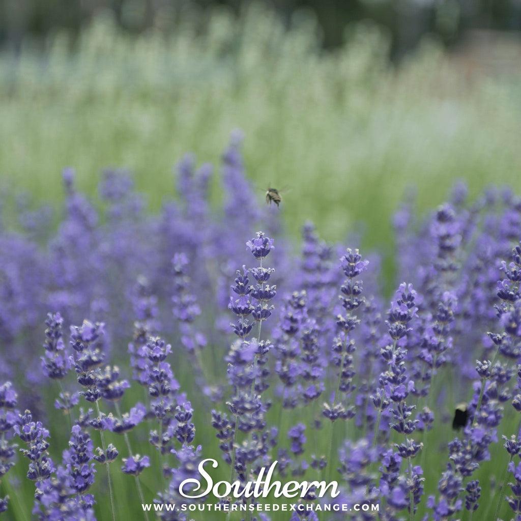 Munstead Lavender – 50 Seeds Southern Seeds