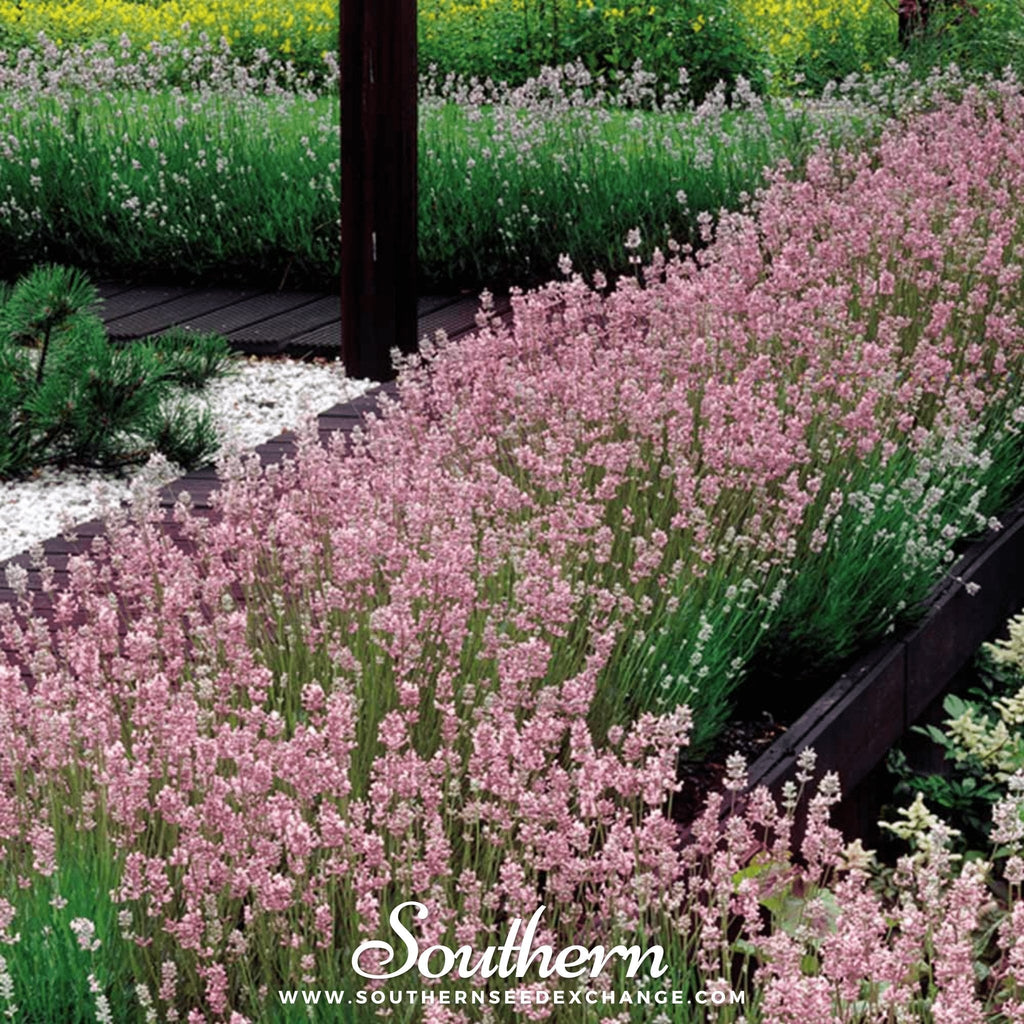 Pink Lavender – 20 Seeds Southern Seeds