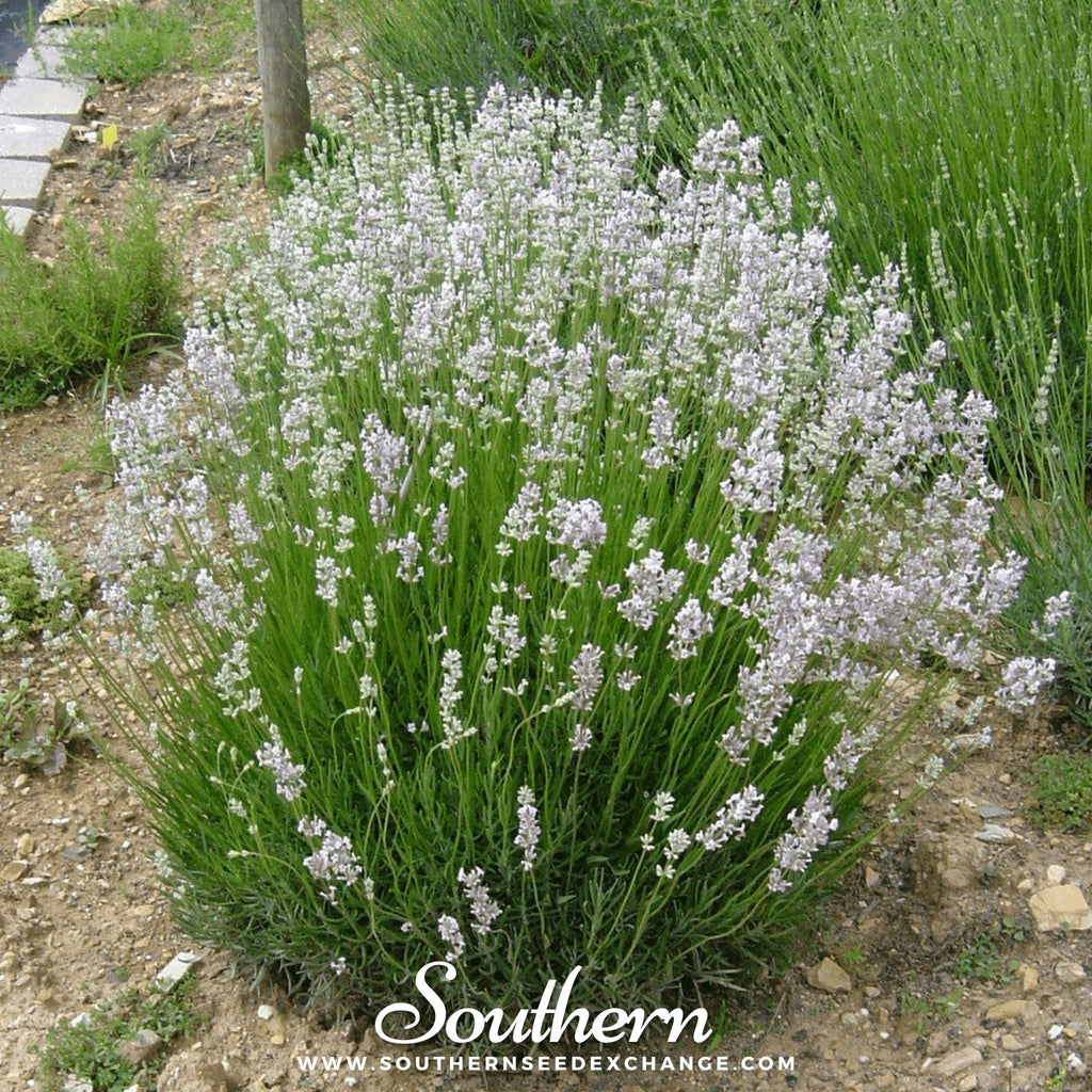 Pink Lavender – 20 Seeds Southern Seeds