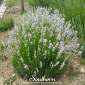 Pink Lavender – 20 Seeds Southern Seeds