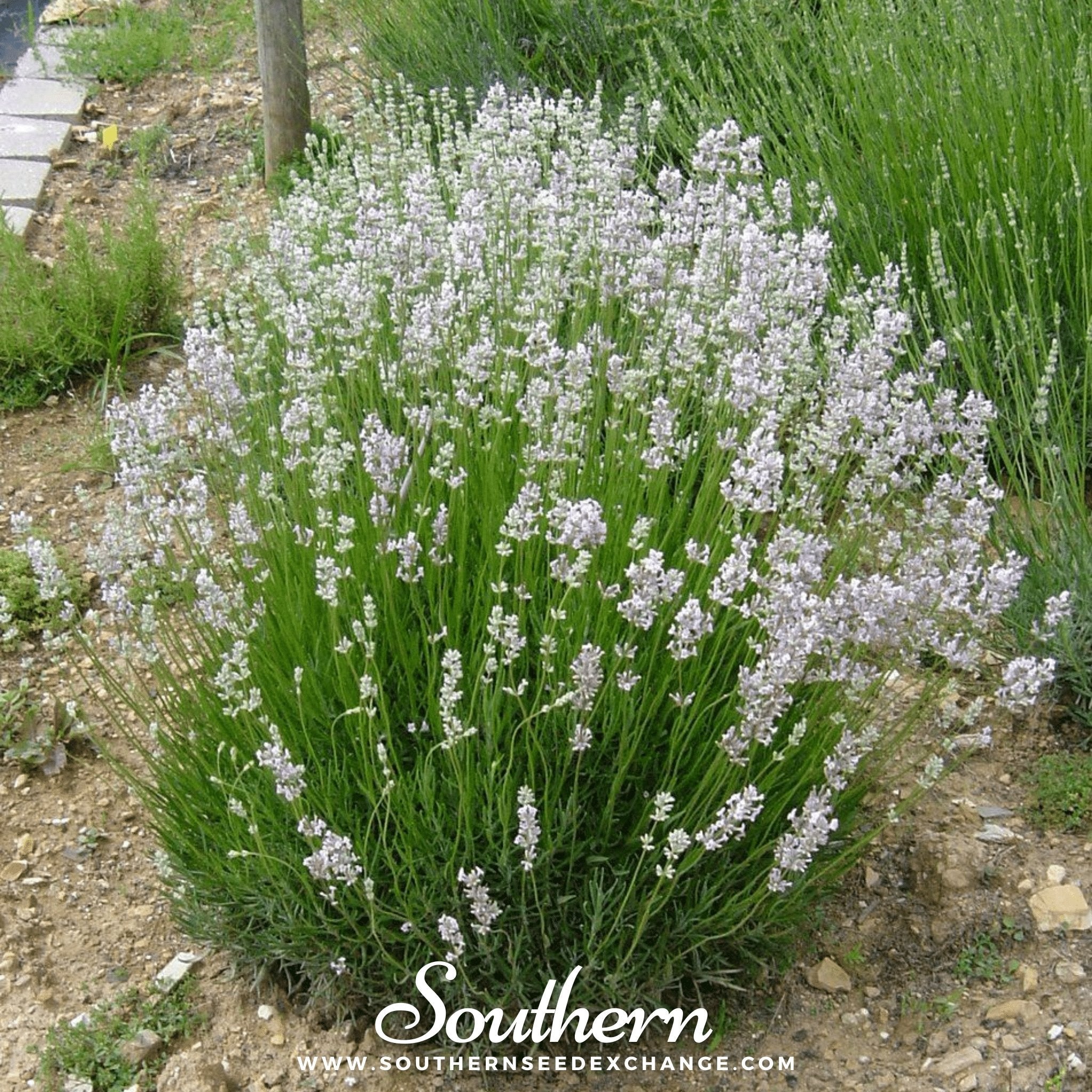 Pink Lavender – 20 Seeds Southern Seeds