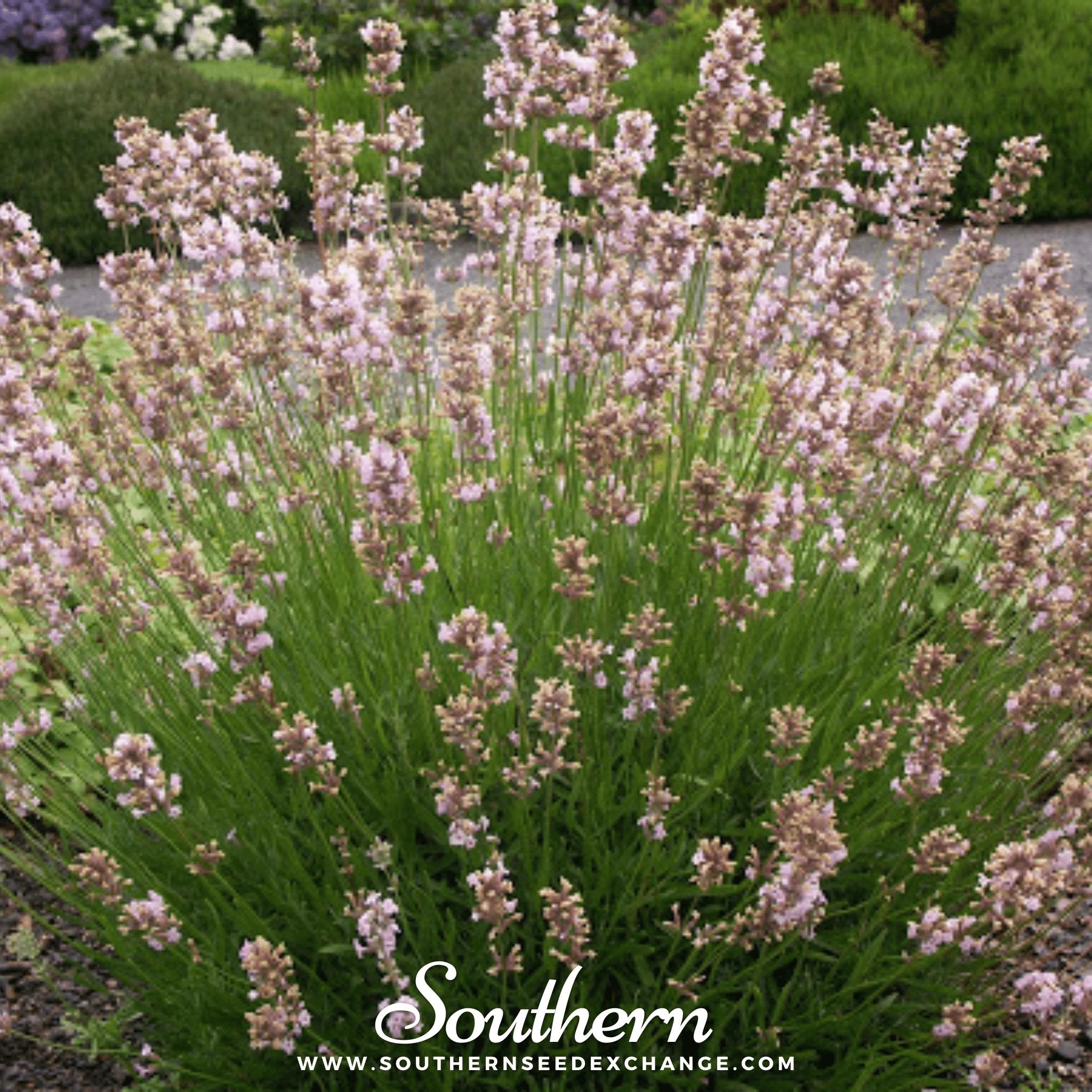 Pink Lavender – 20 Seeds Southern Seeds