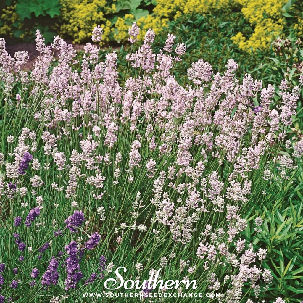 Pink Lavender – 20 Seeds Southern Seeds
