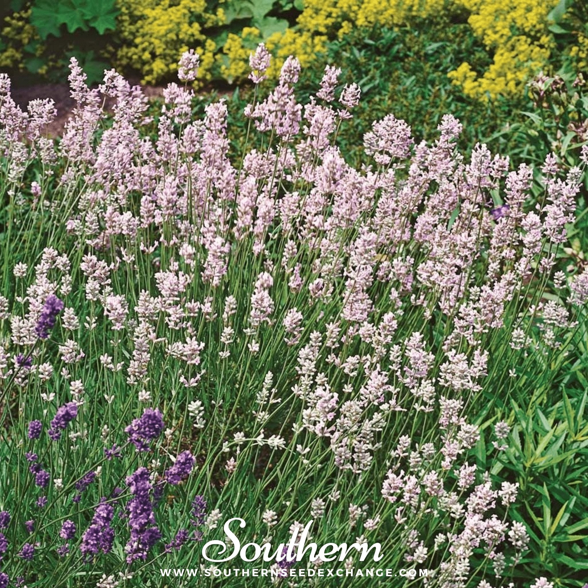 Pink Lavender – 20 Seeds Southern Seeds