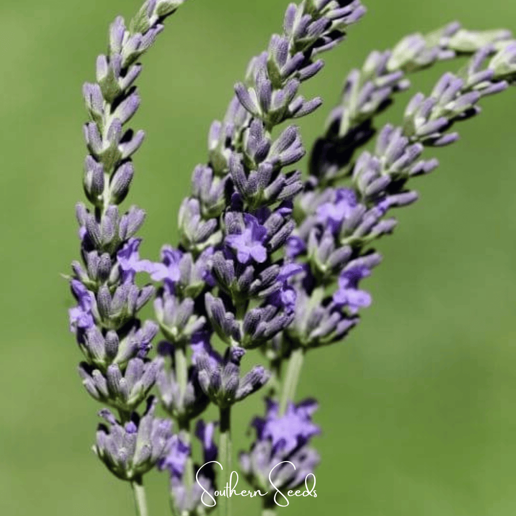 Spike Lavender – 100 Seeds Southern Seeds