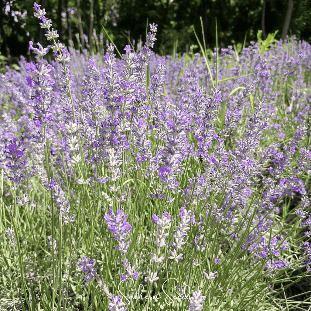 Spike Lavender – 100 Seeds Southern Seeds