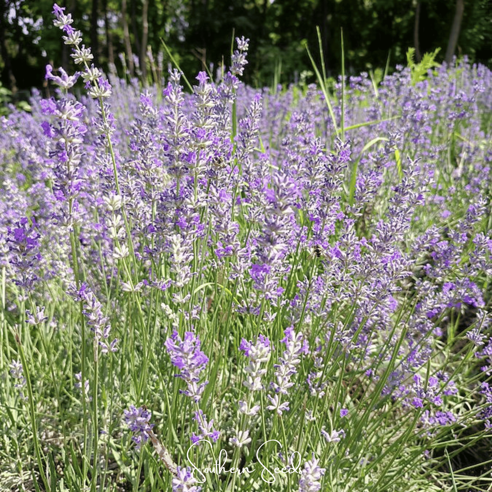 Spike Lavender – 100 Seeds Southern Seeds