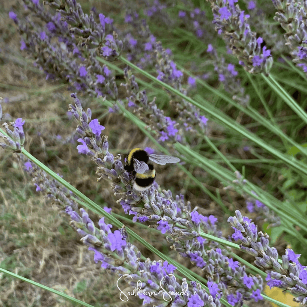 Spike Lavender – 100 Seeds Southern Seeds