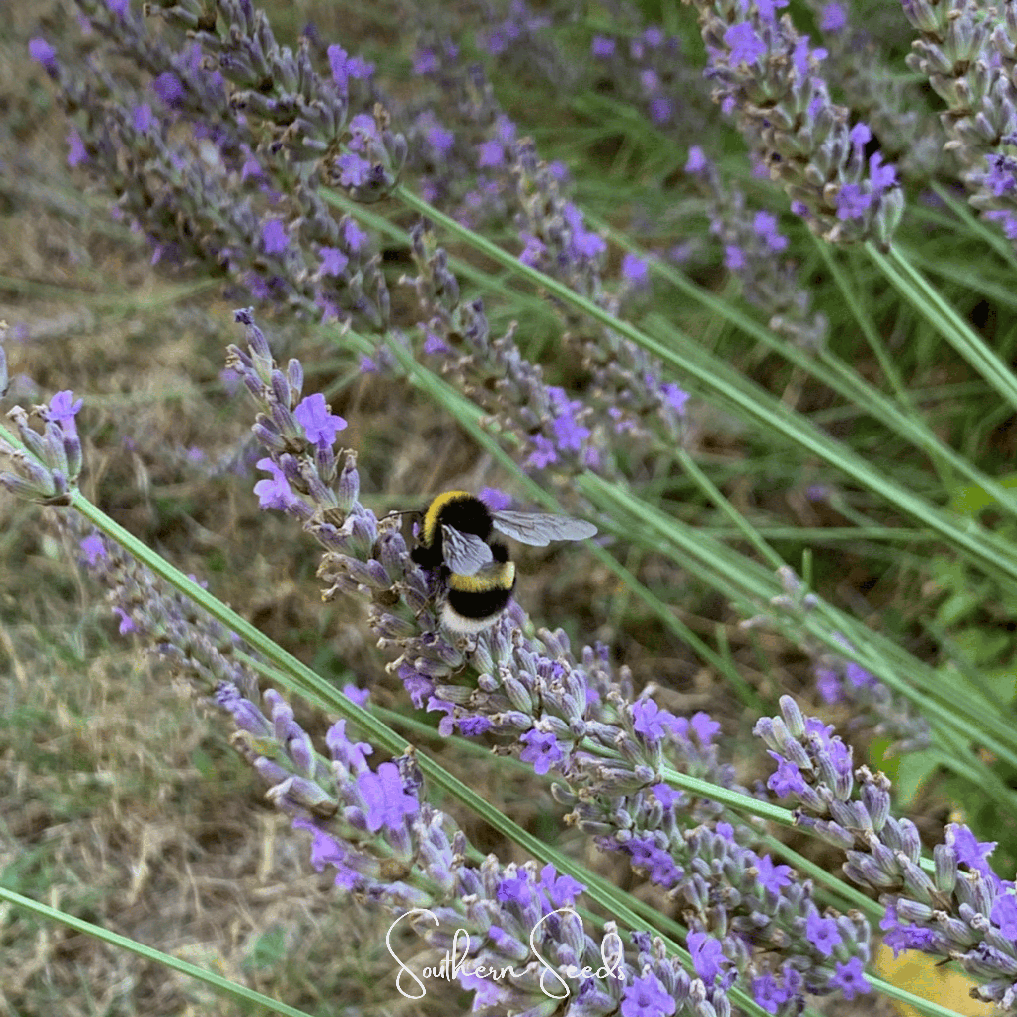 Spike Lavender – 100 Seeds Southern Seeds