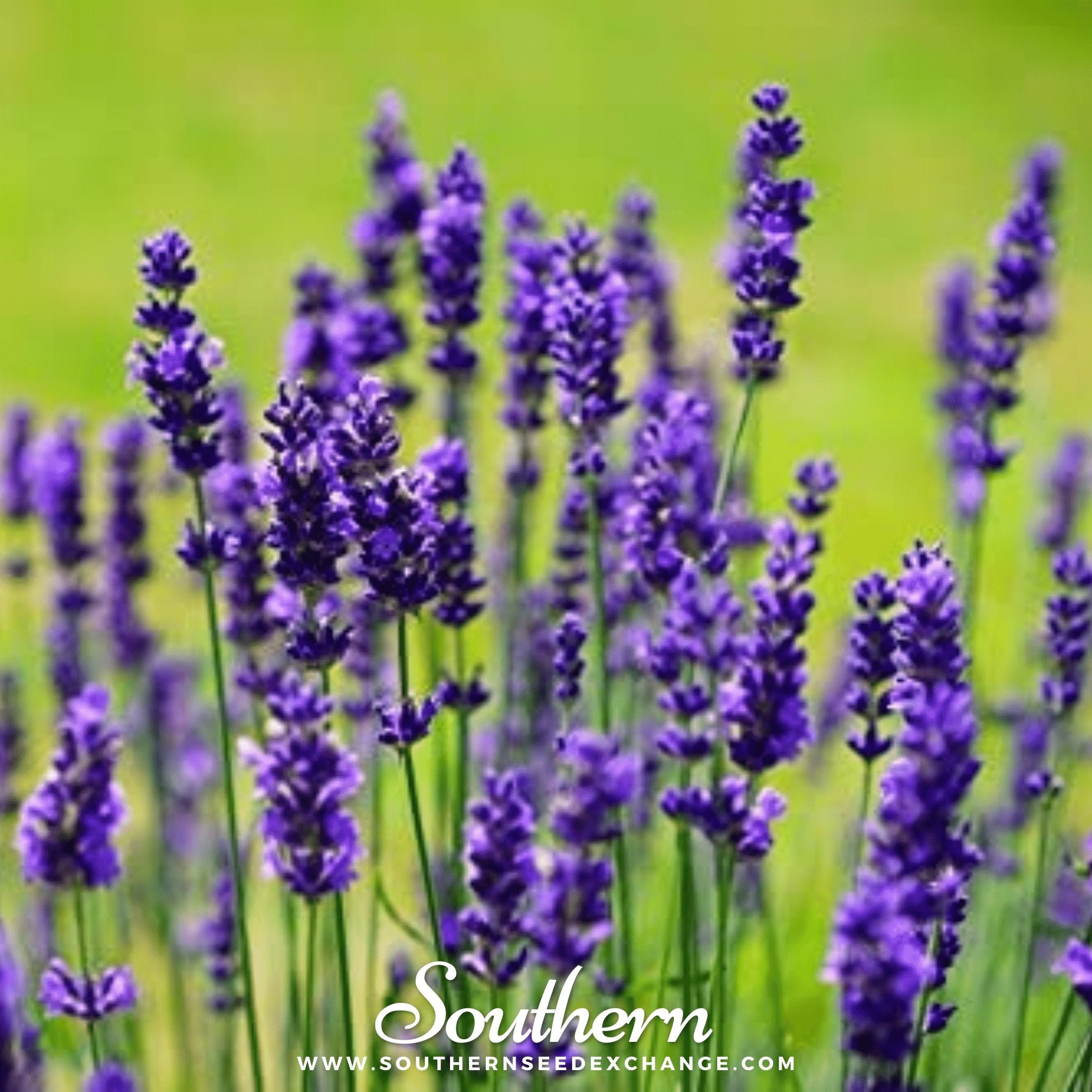 Vera Lavender – 100 Seeds Southern Seeds