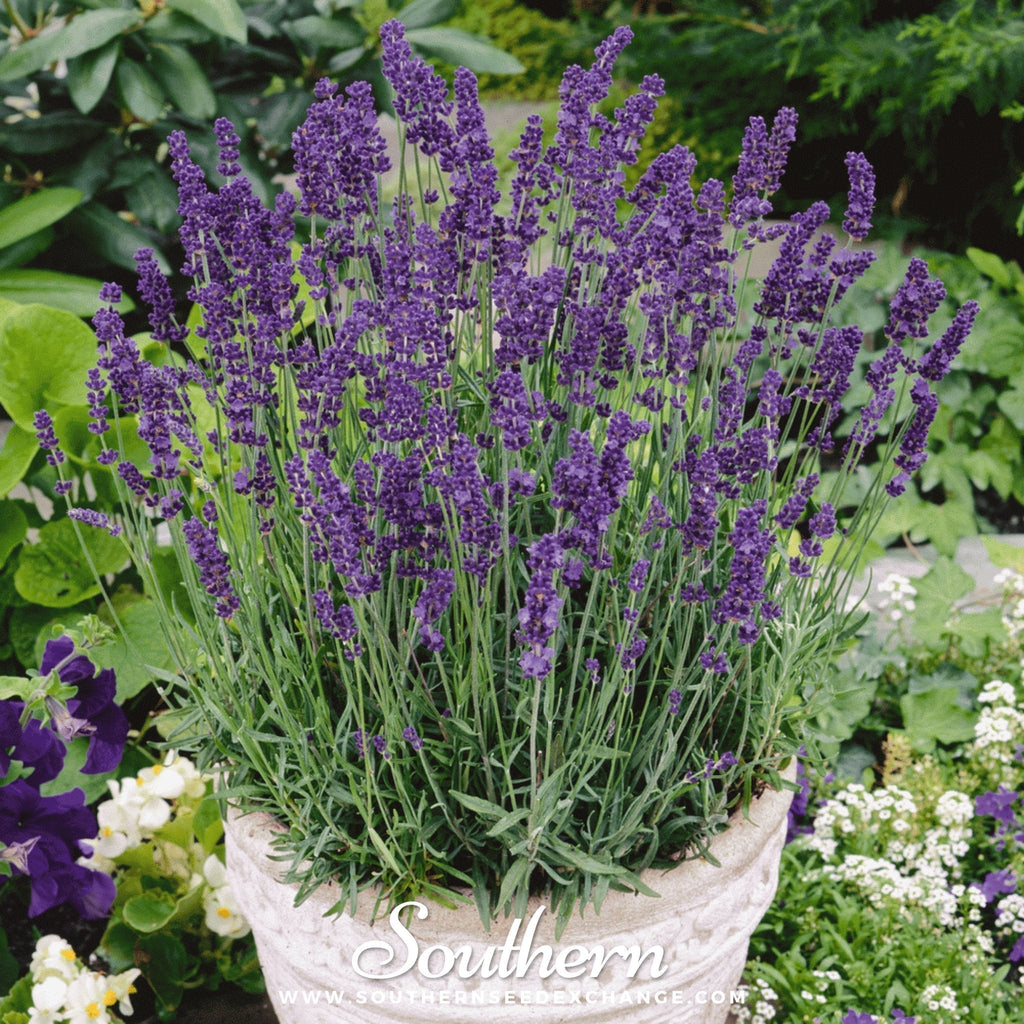 Vera Lavender – 100 Seeds Southern Seeds