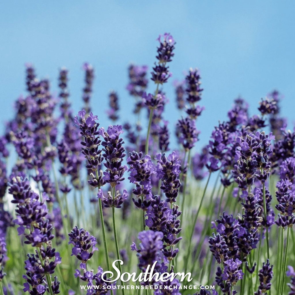 Vera Lavender – 100 Seeds Southern Seeds