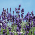 Vera Lavender – 100 Seeds Southern Seeds