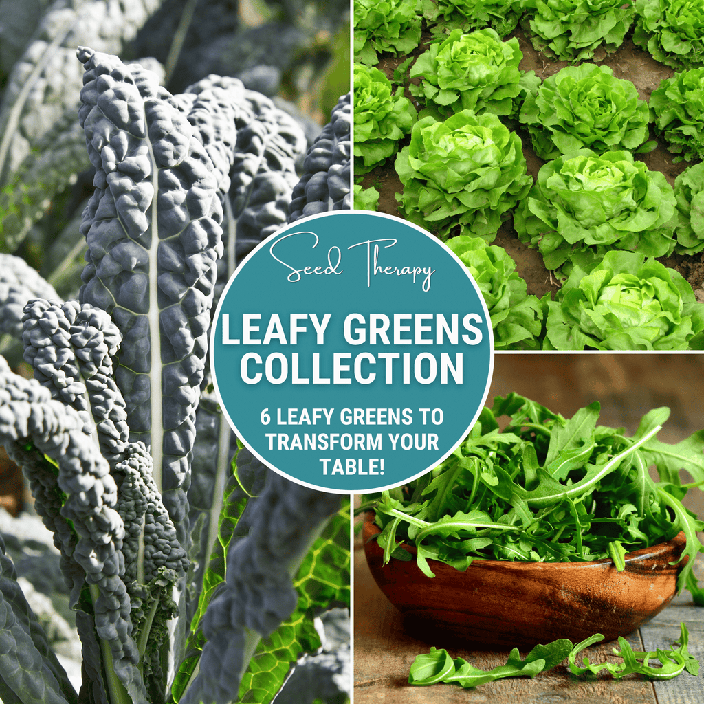 Leafy Greens Seed Collection – 6 Varieties Southern Seeds