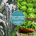 Leafy Greens Seed Collection – 6 Varieties Southern Seeds