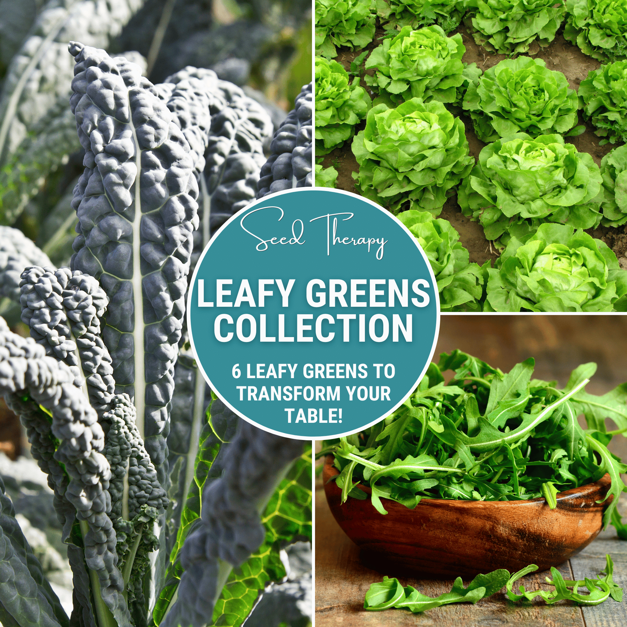 Leafy Greens Seed Collection – 6 Varieties Southern Seeds