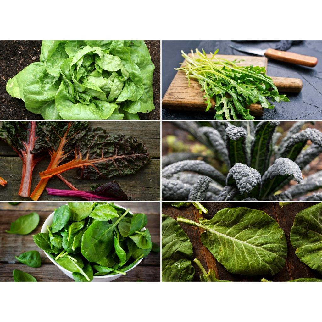 Leafy Greens Seed Collection – 6 Varieties Southern Seeds