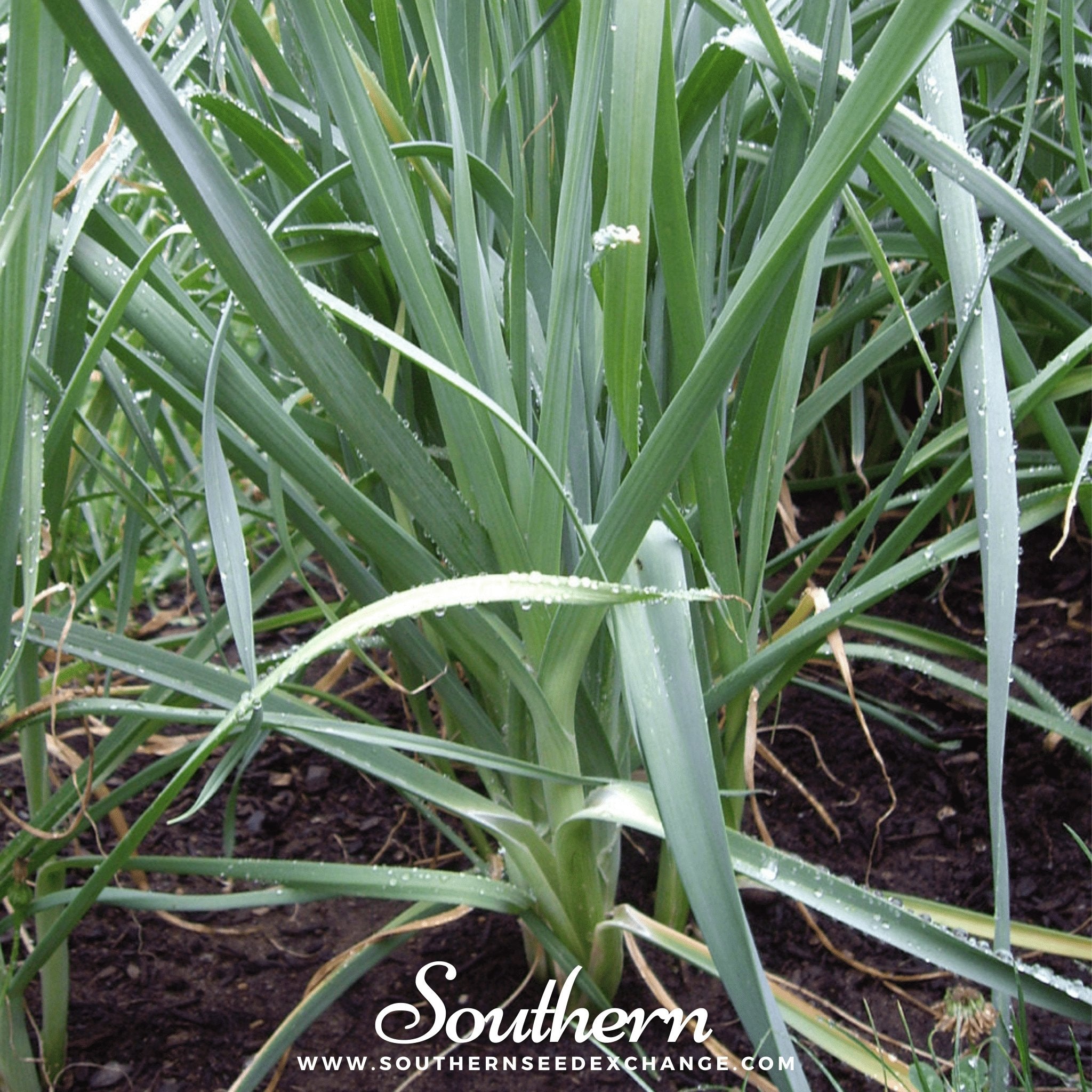 Giant Musselburgh Leek – 200 Seeds Southern Seeds