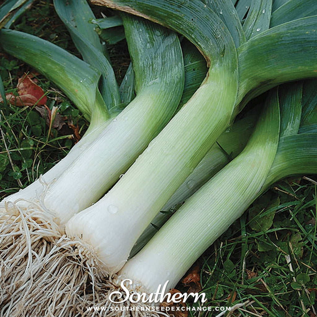 Giant Musselburgh Leek – 200 Seeds Southern Seeds