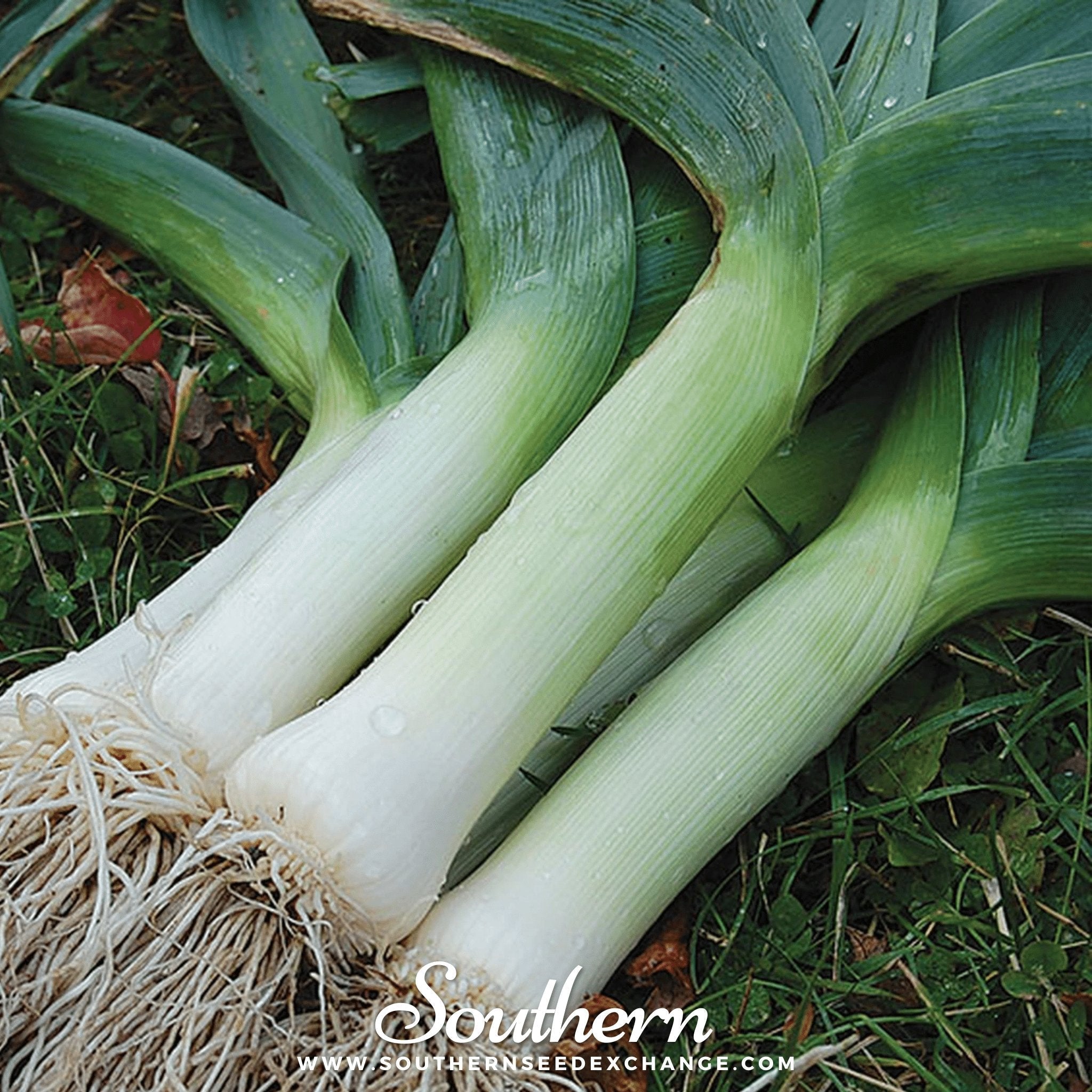 Giant Musselburgh Leek – 200 Seeds Southern Seeds